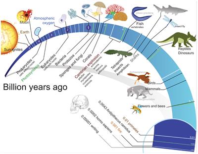 Sampling of environmental electromagnetic frequencies demonstrates the evolution of the nervous system toward social cognitive reflexes